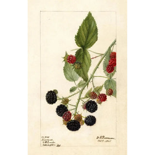 Deborah Griscom Passmore - Rubus Reward.webp