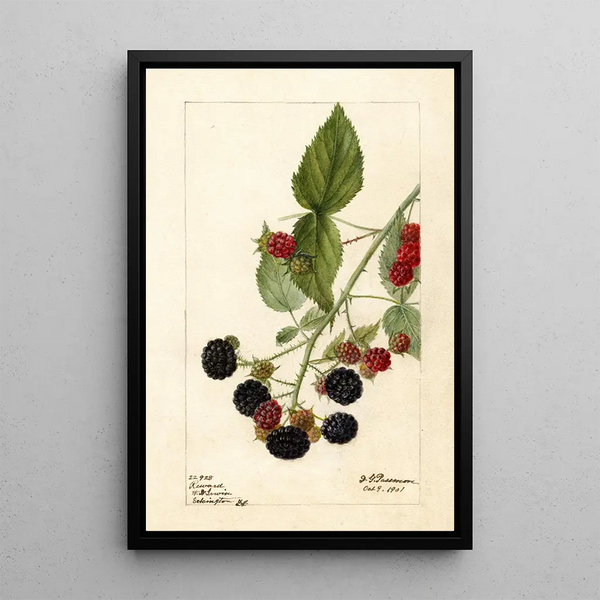 Rubus Récompense - Deborah Griscom Passmore — gerahmtes Bild an der Wand
