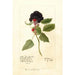 Reproduktion des Gemäldes Rubus Winfield - Deborah Griscom Passmore