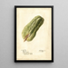 Sechium edule - Deborah Griscom Passmore — gerahmtes Bild an der Wand