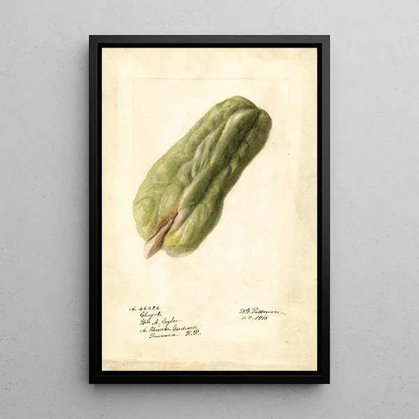 Sechium edule - Deborah Griscom Passmore — gerahmtes Bild an der Wand