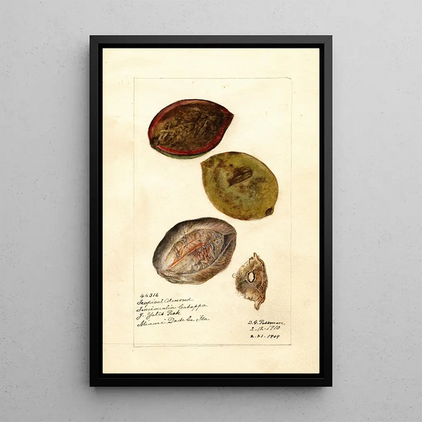 Terminalia catappa - Deborah Griscom Passmore — gerahmtes Bild an der Wand