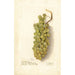 Vitis - Deborah Griscom Passmore — Ansicht des Kunstwerks