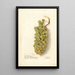Vitis - Deborah Griscom Passmore — gerahmtes Bild an der Wand