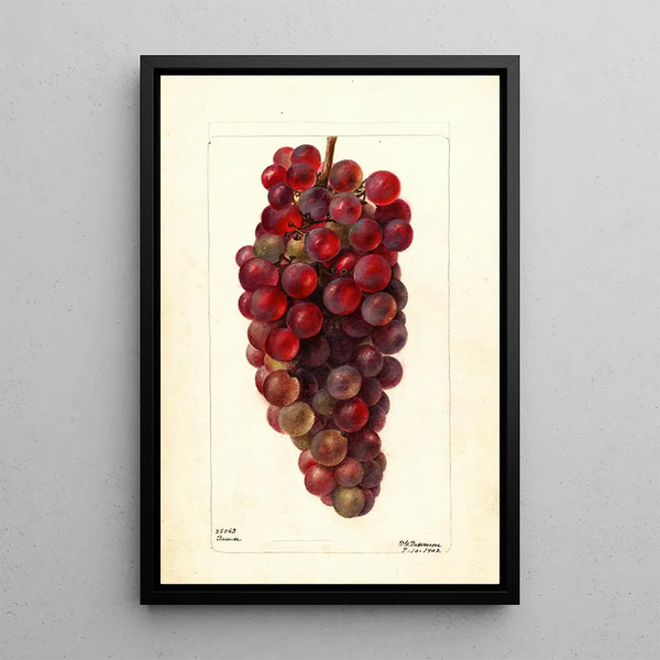 Vitis Bauch - Deborah Griscom Passmore — gerahmtes Bild an der Wand