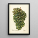 Reproduktion des Gemäldes Vitis Millénium hongrois - Deborah Griscom Passmore