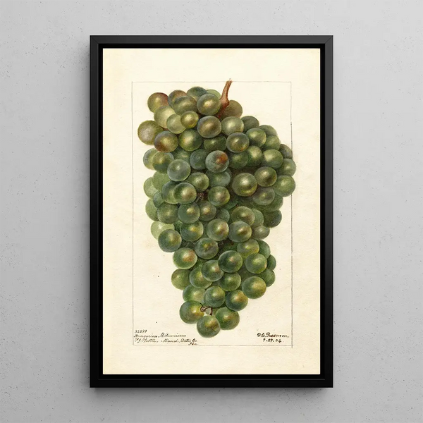 Reproduktion des Gemäldes Vitis Millénium hongrois - Deborah Griscom Passmore