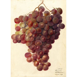 Deborah Griscom Passmore - Vitis Hycales.webp