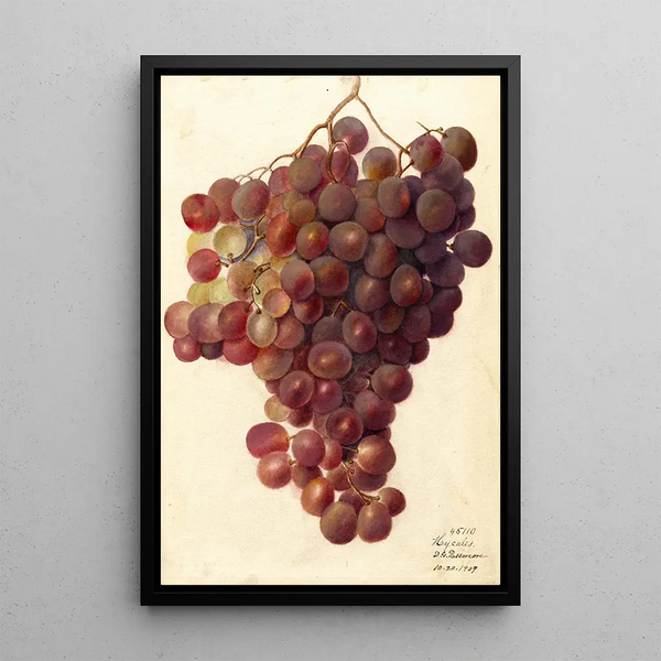 Vitis Hycales - Deborah Griscom Passmore — gerahmtes Bild an der Wand