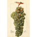 Vitis Icicle - Deborah Griscom Passmore — Ansicht des Kunstwerks