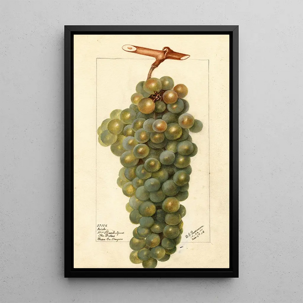 Vitis Icicle - Deborah Griscom Passmore — gerahmtes Bild an der Wand