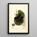 Reproduktion des Gemäldes Vitis James - Deborah Griscom Passmore