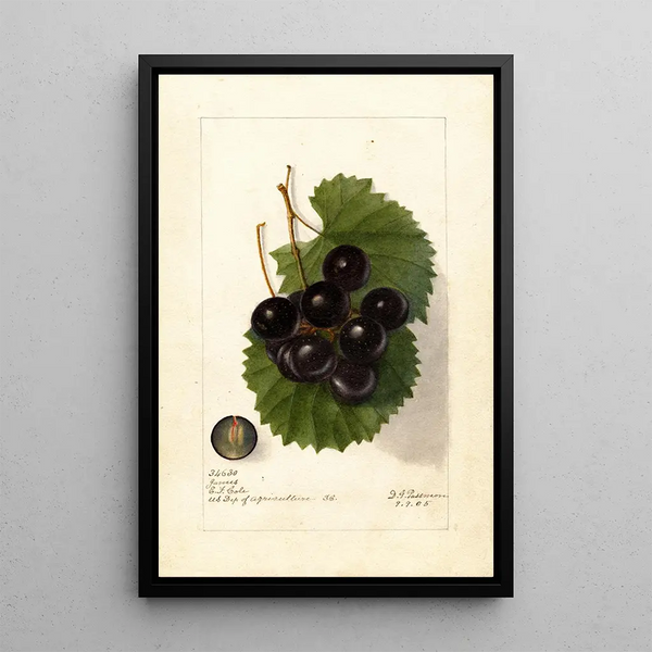 Reproduktion des Gemäldes Vitis James - Deborah Griscom Passmore