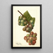 Reproduktion des Gemäldes Vitis Labrusca - Deborah Griscom Passmore