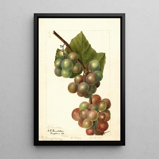 Deborah Griscom Passmore - Vitis Labrusca.webp