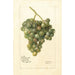 Vitis Lady Washington - Deborah Griscom Passmore — Ansicht des Kunstwerks