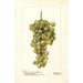 Vitis Madeleine Blanche de Jacques - Deborah Griscom Passmore — Ansicht des Kunstwerks