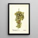 Vitis Madeleine Blanche de Jacques - Deborah Griscom Passmore — gerahmtes Bild an der Wand