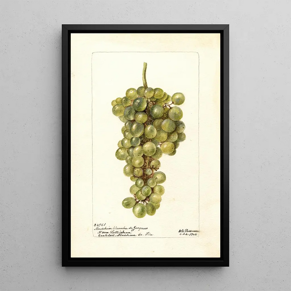 Vitis Madeleine Blanche de Jacques - Deborah Griscom Passmore — gerahmtes Bild an der Wand