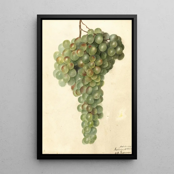 Vitis Malaga - Deborah Griscom Passmore — gerahmtes Bild an der Wand