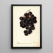 Vitis Merceron - Deborah Griscom Passmore — gerahmtes Bild an der Wand