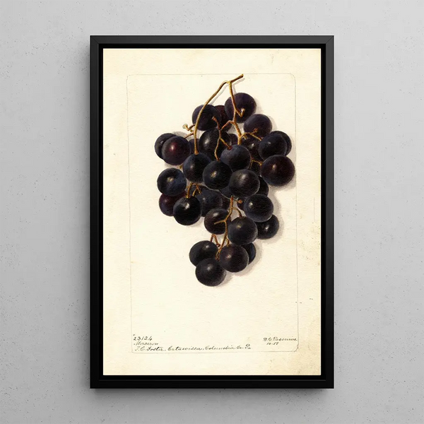 Vitis Merceron - Deborah Griscom Passmore — gerahmtes Bild an der Wand