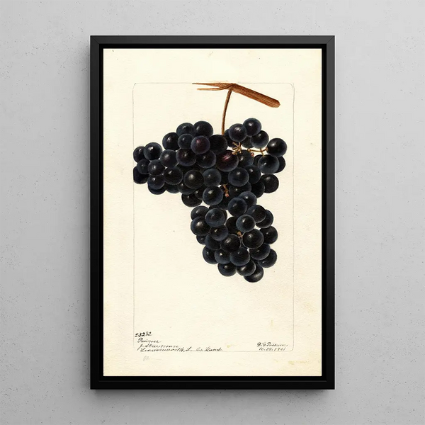Vitis Pawvur - Deborah Griscom Passmore — gerahmtes Bild an der Wand
