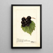 Reproduktion des Gemäldes Vitis Smiths Improved - Deborah Griscom Passmore