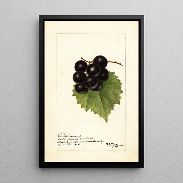 Reproduktion des Gemäldes Vitis Smiths Improved - Deborah Griscom Passmore