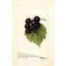 Reproduktion des Gemäldes Vitis Smiths Improved - Deborah Griscom Passmore