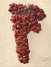 Vitis Sultanina Rosea - Deborah Griscom Passmore — Ansicht des Kunstwerks
