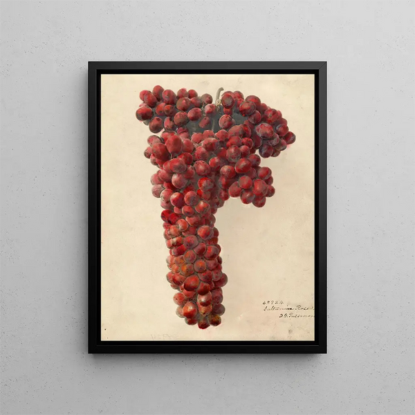 Vitis Sultanina Rosea - Deborah Griscom Passmore — gerahmtes Bild an der Wand