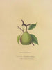 Beurre Giffard Pear - Dellon Marcus Dewey — Ansicht des Kunstwerks