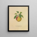 Campanule jaune - Dellon Marcus Dewey — gerahmtes Bild an der Wand