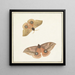Zwei Schmetterlinge - Paulus Knogh — gerahmtes Bild an der Wand