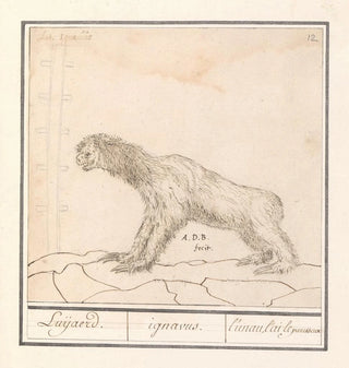 Drievingerige luiaard Bradypus Luijaerd ignavus lunau lai le paresseux - Anselmus Botius de Boodt