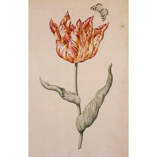 Dutch School - A Tulip With A Butterfly.webp
