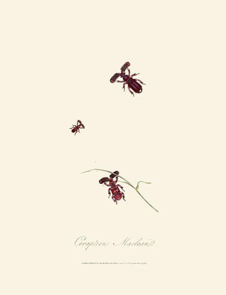 Edward Donovan - An epitome of the natural history of the insects of New Holland New Zealand Pl02.webp