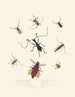 Ein Überblick über die natürliche Geschichte der Insekten von Neuholland Neuseeland Pl04 - Edward Donovan — Ansicht des Kunstwerks