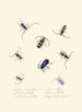 Ein Überblick über die Naturgeschichte der Insekten von Neu-Holland Neuseeland Pl05 - Edward Donovan — Ansicht des Kunstwerks