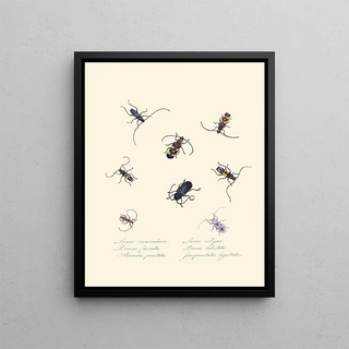 Edward Donovan - An epitome of the natural history of the insects of New Holland New Zealand Pl05.webp