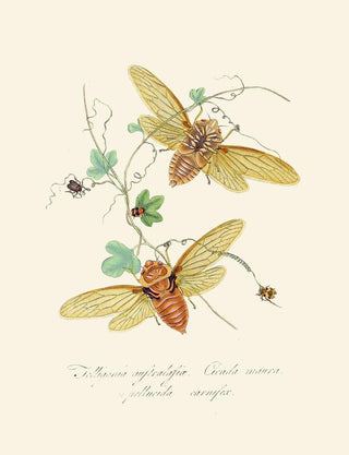 Edward Donovan - An epitome of the natural history of the insects of New Holland New Zealand Pl09.webp