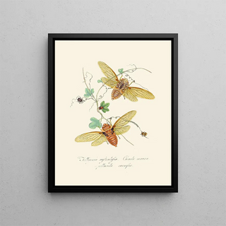 Edward Donovan - An epitome of the natural history of the insects of New Holland New Zealand Pl09.webp