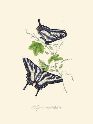 Edward Donovan - An epitome of the natural history of the insects of New Holland New Zealand Pl15.webp