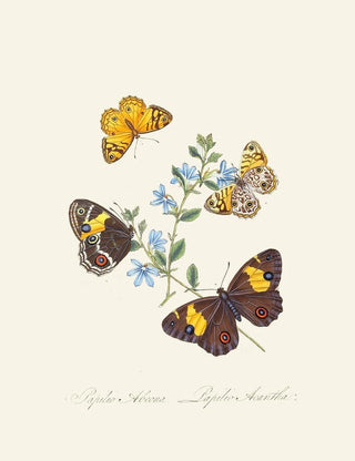 Edward Donovan - An epitome of the natural history of the insects of New Holland New Zealand Pl21.webp