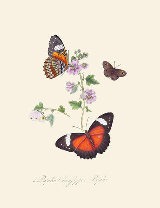 Edward Donovan - An epitome of the natural history of the insects of New Holland New Zealand Pl23.webp