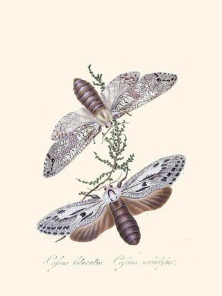 Edward Donovan - An epitome of the natural history of the insects of New Holland New Zealand Pl36.webp