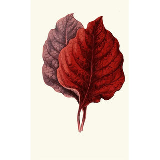 Edward Joseph Lowe - Amarantus Melancholicus.webp