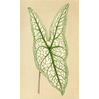 Edward Joseph Lowe - Caladium Belleymii.webp