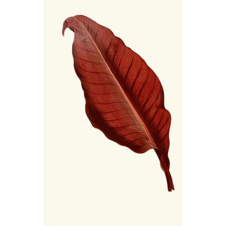 Edward Joseph Lowe - Canna Atronigricans.webp